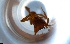  ( - RE21-NG1-HYM-1154)  @11 [ ] CreativeCommons by-nc-sa (2024) Nina Grella University of Bayreuth