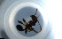  ( - RE21-NG1-HYM-1157)  @11 [ ] CreativeCommons by-nc-sa (2024) Nina Grella University of Bayreuth