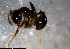  ( - RE21-NG1-HYM-1161)  @11 [ ] CreativeCommons by-nc-sa (2024) Nina Grella University of Bayreuth