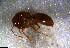  (Camponotus AGC2205 - RE21-NG1-HYM-1196)  @11 [ ] CreativeCommons by-nc-sa (2024) Nina Grella University of Bayreuth