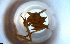  ( - RE21-NG1-HYM-1241)  @11 [ ] CreativeCommons by-nc-sa (2024) Nina Grella University of Bayreuth
