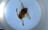  ( - RE21-NG1-HYM-1295)  @11 [ ] CreativeCommons by-nc-sa (2024) Nina Grella University of Bayreuth