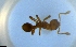  ( - RE21-NG1-HYM-1301)  @11 [ ] CreativeCommons by-nc-sa (2024) Nina Grella University of Bayreuth