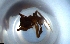  ( - RE21-NG1-HYM-1324)  @11 [ ] CreativeCommons by-nc-sa (2024) Nina Grella University of Bayreuth