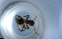  ( - RE21-NG1-HYM-1333)  @11 [ ] CreativeCommons by-nc-sa (2024) Nina Grella University of Bayreuth