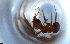  ( - RE21-NG1-HYM-1363)  @11 [ ] CreativeCommons by-nc-sa (2024) Nina Grella University of Bayreuth