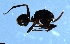  ( - RE21-NG1-HYM-1382)  @11 [ ] CreativeCommons by-nc-sa (2024) Nina Grella University of Bayreuth