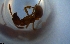  ( - RE21-NG1-HYM-1391)  @11 [ ] CreativeCommons by-nc-sa (2024) Nina Grella University of Bayreuth