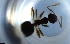  ( - RE21-NG1-HYM-1401)  @11 [ ] CreativeCommons by-nc-sa (2024) Nina Grella University of Bayreuth