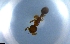  ( - RE21-NG1-HYM-1425)  @11 [ ] CreativeCommons by-nc-sa (2024) Nina Grella University of Bayreuth