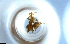  ( - RE21-NG1-HYM-1431)  @11 [ ] CreativeCommons by-nc-sa (2024) Nina Grella University of Bayreuth