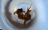  ( - RE21-NG1-HYM-1451)  @11 [ ] CreativeCommons by-nc-sa (2024) Nina Grella University of Bayreuth
