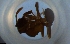  ( - RE21-NG1-HYM-1468)  @11 [ ] CreativeCommons by-nc-sa (2024) Nina Grella University of Bayreuth