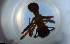  ( - RE21-NG1-HYM-1492)  @11 [ ] CreativeCommons by-nc-sa (2024) Nina Grella University of Bayreuth