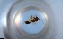  ( - RE21-NG1-HYM-1520)  @11 [ ] CreativeCommons by-nc-sa (2024) Nina Grella University of Bayreuth