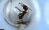  ( - RE21-NG1-HYM-1523)  @11 [ ] CreativeCommons by-nc-sa (2024) Nina Grella University of Bayreuth
