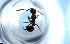  ( - RE21-NG1-HYM-1529)  @11 [ ] CreativeCommons by-nc-sa (2024) Nina Grella University of Bayreuth