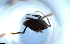  ( - RE21-NG1-HYM-1532)  @11 [ ] CreativeCommons by-nc-sa (2024) Nina Grella University of Bayreuth