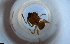  ( - RE21-NG1-HYM-1563)  @11 [ ] CreativeCommons by-nc-sa (2024) Nina Grella University of Bayreuth