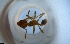  ( - RE21-NG1-HYM-1564)  @11 [ ] CreativeCommons by-nc-sa (2024) Nina Grella University of Bayreuth