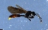  (Procryptocerus AGB3029 - RE21-NG1-HYM-1587)  @11 [ ] CreativeCommons by-nc-sa (2024) Nina Grella University of Bayreuth