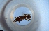  (Strumigenys AGB1700 - RE21-NG1-HYM-1599)  @11 [ ] CreativeCommons by-nc-sa (2024) Nina Grella University of Bayreuth
