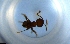  ( - RE21-NG1-HYM-1608)  @11 [ ] CreativeCommons by-nc-sa (2024) Nina Grella University of Bayreuth