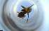  ( - RE21-NG1-HYM-1619)  @11 [ ] CreativeCommons by-nc-sa (2024) Nina Grella University of Bayreuth