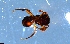  ( - RE21-NG1-HYM-1625)  @11 [ ] CreativeCommons by-nc-sa (2024) Nina Grella University of Bayreuth