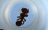 ( - RE21-NG1-HYM-1631)  @11 [ ] CreativeCommons by-nc-sa (2024) Nina Grella University of Bayreuth