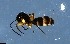  (Camponotus AGC2204 - RE21-NG1-HYM-1651)  @11 [ ] CreativeCommons by-nc-sa (2024) Nina Grella University of Bayreuth