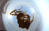  ( - RE21-NG1-HYM-1662)  @11 [ ] CreativeCommons by-nc-sa (2024) Nina Grella University of Bayreuth