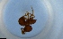  (Discothyrea AGB7772 - RE21-NG1-HYM-1669)  @11 [ ] CreativeCommons by-nc-sa (2024) Nina Grella University of Bayreuth