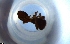  (Eurhopalothrix AGB7419 - RE21-NG1-HYM-1674)  @11 [ ] CreativeCommons by-nc-sa (2024) Nina Grella University of Bayreuth