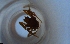  ( - RE21-NG1-HYM-1753)  @11 [ ] CreativeCommons by-nc-sa (2024) Nina Grella University of Bayreuth