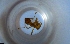  ( - RE21-NG1-HYM-1772)  @11 [ ] CreativeCommons by-nc-sa (2024) Nina Grella University of Bayreuth