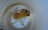  ( - RE21-NG1-HYM-1773)  @11 [ ] CreativeCommons by-nc-sa (2024) Nina Grella University of Bayreuth