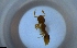  ( - RE21-NG1-HYM-1813)  @11 [ ] CreativeCommons by-nc-sa (2024) Nina Grella University of Bayreuth