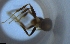  ( - RE21-NG1-HYM-1846)  @11 [ ] CreativeCommons by-nc-sa (2024) Nina Grella University of Bayreuth