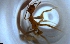  ( - RE21-NG1-HYM-1851)  @11 [ ] CreativeCommons by-nc-sa (2024) Nina Grella University of Bayreuth