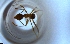  ( - RE21-NG1-HYM-1852)  @11 [ ] CreativeCommons by-nc-sa (2024) Nina Grella University of Bayreuth