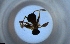  ( - RE21-NG1-HYM-1856)  @11 [ ] CreativeCommons by-nc-sa (2024) Nina Grella University of Bayreuth