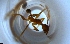  ( - RE21-NG1-HYM-1859)  @11 [ ] CreativeCommons by-nc-sa (2024) Nina Grella University of Bayreuth