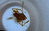  ( - RE21-NG1-HYM-1865)  @11 [ ] CreativeCommons by-nc-sa (2024) Nina Grella University of Bayreuth