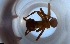  ( - RE21-NG1-HYM-1936)  @11 [ ] CreativeCommons by-nc-sa (2024) Nina Grella University of Bayreuth