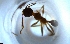  ( - RE21-NG1-HYM-1938)  @11 [ ] CreativeCommons by-nc-sa (2024) Nina Grella University of Bayreuth