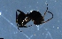  (Camponotus AGC2203 - RE21-NG1-HYM-1946)  @11 [ ] CreativeCommons by-nc-sa (2024) Nina Grella University of Bayreuth