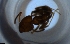  ( - RE21-NG1-HYM-1955)  @11 [ ] CreativeCommons by-nc-sa (2024) Nina Grella University of Bayreuth