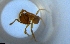  ( - RE21-NG1-HYM-1962)  @11 [ ] CreativeCommons by-nc-sa (2024) Nina Grella University of Bayreuth
