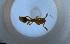  (Solenopsis ADJ5491 - RE21-NG1-HYM-1963)  @11 [ ] CreativeCommons by-nc-sa (2024) Nina Grella University of Bayreuth